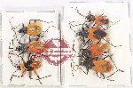 Scientific lot no. 1571 Heteroptera (7 pcs)