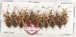Scientific lot no. 1564 Heteroptera (10 pcs A-, A2)