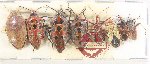Scientific lot no. 1570 Heteroptera (8 pcs A-, A2)