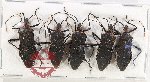 Scientific lot no. 1579 Heteroptera (5 pcs A-)