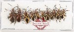 Scientific lot no. 1566 Heteroptera (10 pcs)