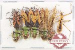 Scientific lot no. 1569 Heteroptera (13 pcs A-, A2)