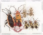 Scientific lot no. 1580 Heteroptera (7 pcs A-, A2)