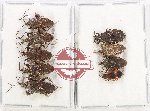 Scientific lot no. 1576 Heteroptera (9 pcs)