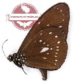Euploea algea wiscotti (A2)