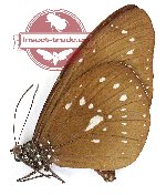 Euploea algea wiscotti (A2)