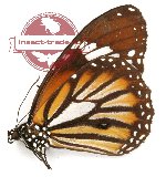 Danaus genutia teimissus (5 pairs A-)