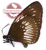 Euploea eupator eupator