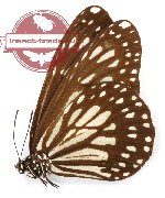 Danaus ismare ismare (5 pcs)