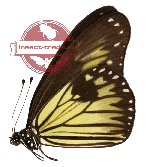Ideopsis vitrea ssp. chloris (A2)
