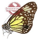 Parantica aspasia philomela