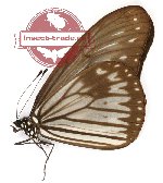 Ideopsis vitrea ribbei (A-)