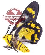 Dysphania numana numana (A-)