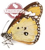Danaus chrysippus bataviana (A2)