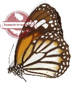 Danaus genutia sumatrana