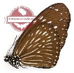 Euploea mulciber portia (A-)