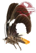 Immetalia suturata ssp. (A2)