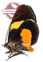 Immetalia suturata longipalpis