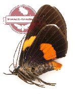 Immetalia suturata longipalpis (A-)