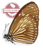 Euploea mulciber gelderi