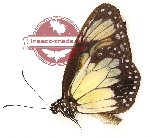 Parantica schenkii periphas (A2)