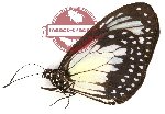 Parantica schenkii periphas