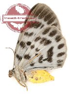 Arycanda maculosa (A-)