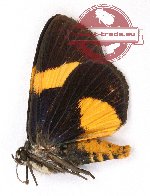 Argyrolepidia aurea (A2B)