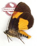 Argyrolepidia aurea (A2)