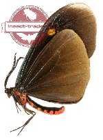 Pompelon marginata acrocyanea (A-)