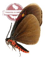 Pompelon marginata acrocyanea (gA2)