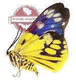Psaphis euschemoides javanicus (A-)