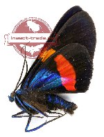 Milionia drucei Butler, 1883