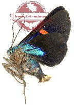 Milionia talboti (A-)