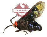 Callizygaena ada (A-)