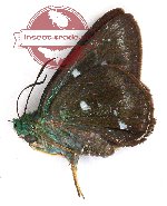 Allora doleschalii viridicans (5 pcs)