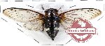 Cryptotympana timorica