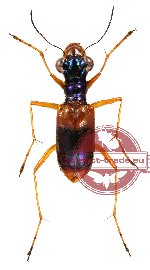 Therates basalis ssp. simpliflavescens (A2)