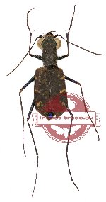 Polyrhanis kybbyi Cassola, 1986 (10 pcs A-/A2)