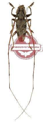 Acalolepta fasciata (A2)