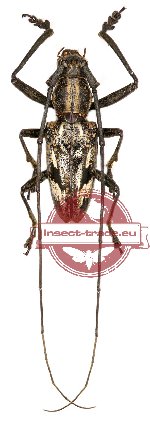 Pelargoderus vitticollis Gressitt, 1952 (A2)