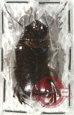 Dipelicus triangularis (A-)