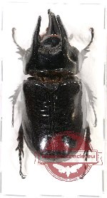 Scapanes australis (A-)