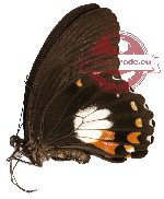 Papilio ambrax (A-)