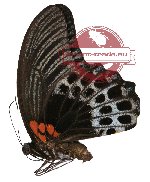 Papilio memnon ssp. coeruleus (A2)