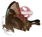 Papilio pericles (A-)