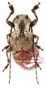 Cerambycidae sp. 13 (5 pcs)