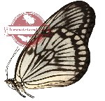 Idea blanchardi ssp. phlegeton