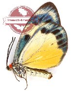 Chalcosia phalaenaria baliensis Kishida, 1998