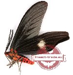 Histia flabellicornis comataris Butler, 1882 (AA-)